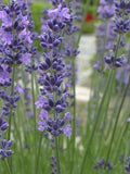 Pruning Lavender: How To Cut Back Lavender Flower Delivery