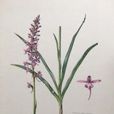 1960 FRAGRANT ORCHID Print - Vintage Botany Print - Flower Illustration - Flower Wall Art - Vintage Flower & Plant Print - 63 Years Old