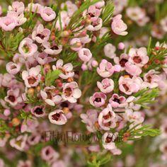 waxflower Flower Delivery