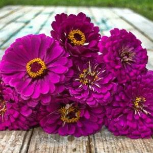 Annual | PURPLE PRINCE ZINNIA | 30-40 Seeds | Attracts Butterflies, Bees, Cutflower For Arrangements | Deer Resistant | Fresh Seed