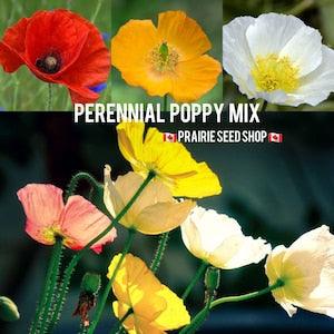 Cold Hardy Perennial Poppy Seeds Mixed Colors Heirloom Variety Papaver Nudicaule Rainbow Scatter Garden Flower Canada Zone 3 4 + Free Gift