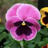20 Seeds / Swiss Giant Pink Pansy Seeds  / Viola Wittrockiana /  Biennial / Cool Season Flowers / Pink Pansy  (G33)B