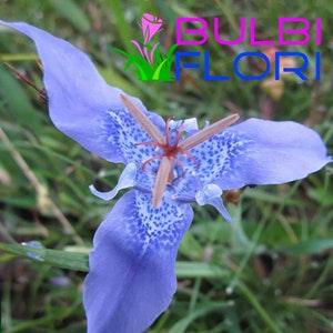 rare garden hardy blue orchids arhitectual 1 bulb