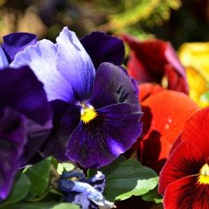 Viola Mixed Colour Seeds, Johnny Jump Up Seeds, Pansy Seeds