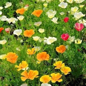 California Poppy Golden Poppy Flowers Blend 1g - 300 Seeds - Escholtzia Californica NON GMO