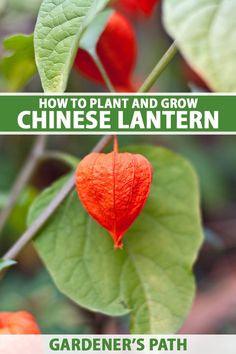 How to Grow and Care for Chinese Lantern Flower Delivery