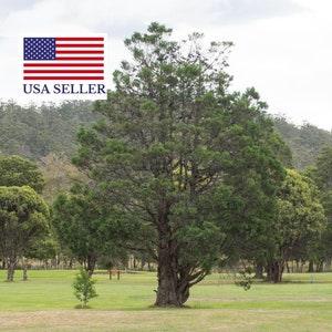 Callitris rhomboidea - Oyster Bay Pine - 10 Seeds