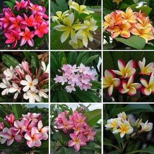 Frangipani Plumeria seed mix - Hawaii flower seeds
