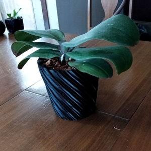 Orchid Spiral planter