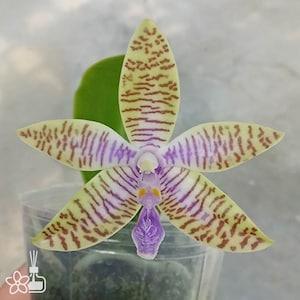 Phal. lueddemanniana var. coerulea ?? sib ?????{???N????