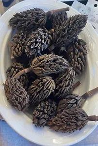 magnolia pods(Southern)vase fillers,Create your own Holiday decor or custom