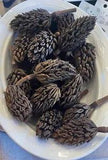 magnolia pods(Southern)vase fillers,Create your own Holiday decor or custom