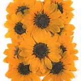 Pressed flowers, dark yellow miniature sunflowers 10pcs floral art, resin craft, scrapbooking