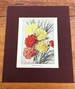 1905 mounted colour print  " modern carnations  "