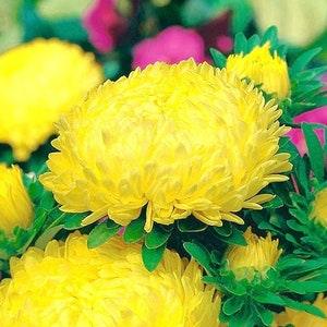 China Aster Tall Peony Yellow Flowers 1g - 200 NON GMO Seeds - Callistephus Chinensis
