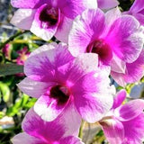 Dendrobium Orchid in bloom~ Dend "Yaya Victoria" in spike bloom size live orchid plant
