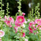 HOLLYHOCK SEEDS. Pink tones -Heirloom Fresh from summer of 2023 ,  New