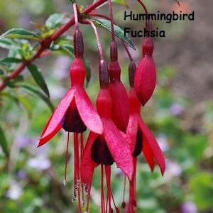 Hummingbird Fuchsia (Fuchsia magellanica) Cold Hardy Beautiful Shrub - 10 seeds