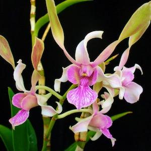 Dendrobium Orchid "Lorrie Mortimer" seedling live plant~starter plugs~Antenatum type