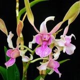 Dendrobium Orchid 