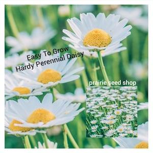 White Shasta Daisy Seeds Canada, Hardy Perennial Flower, Blanc Marguerite Semences, Zone 2 3 4 5 6 7