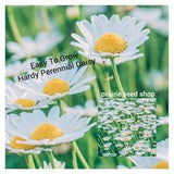 White Shasta Daisy Seeds Canada, Hardy Perennial Flower, Blanc Marguerite Semences, Zone 2 3 4 5 6 7
