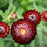 Burgandy Straw Flower Seed