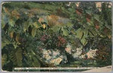St LOUIS WATER WORKS MISSOURI RIVER, CHAIN OF ROCKS, Lily Pond STAMPED REVERSE
