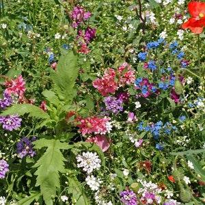 Full shade flower seed mix