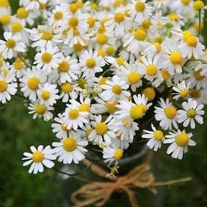 100+seeds Organic Chamomile flower- Herb Tea