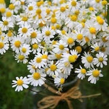 100+seeds Organic Chamomile flower- Herb Tea