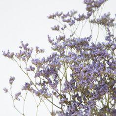 Limonium s??ch?? violet - id??al pour vos bouquets champ??tres Flower Delivery