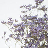 Limonium s??ch?? violet - id??al pour vos bouquets champ??tres Flower Delivery
