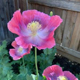 Izmir Giganthemum Poppy (500+ seeds)