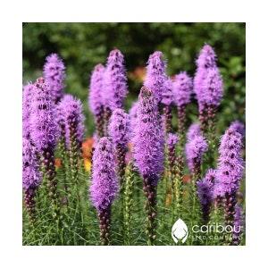 PERENNIAL | Blazing Star SPICATA | 40 Seeds | Butterfly Garden | Very Fragrant Flower | Fresh Organic Seed