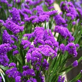 Purple Attraction Statice Flower Seeds/Limonium/Annual 50+