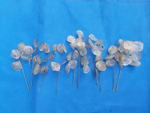 Ten 6", 7" and 8" Dried Silver Dollar, Money Plant Flower Seedpod Stems