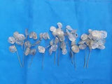Ten 6", 7" and 8" Dried Silver Dollar, Money Plant Flower Seedpod Stems