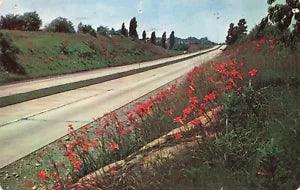Postcard PA Erie Flowers Wild Tiger-lilies Highway Road Cars Automobiles 1954
