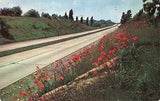Postcard PA Erie Flowers Wild Tiger-lilies Highway Road Cars Automobiles 1954