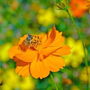 Bright Lights Cosmos Flower Seeds - Pollinator Flower - Bee Flower - Orange Cosmos - Cut Flower - Vase Flower -flower seed