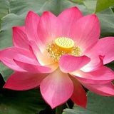 15 Red Lotus Flower Seeds Bonsai Water Lily  Nelumbo nucifera  Outdoor Ponds