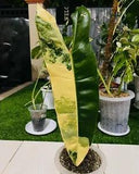 philodendron billietiae variegated 1 leaf  US need apply import permite