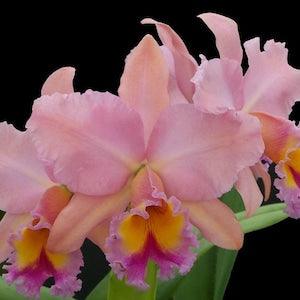 Rlc George King 'Serendipity'  (Rhyncholaeliocattleya Buttercup ?? Cattleya Bob Betts) Blooming size cattleya orchid clone. Beautiful.