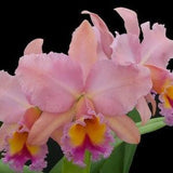 Rlc George King 'Serendipity'  (Rhyncholaeliocattleya Buttercup ?? Cattleya Bob Betts) Blooming size cattleya orchid clone. Beautiful.