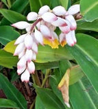 Alpinia-Shell-Ginger-Araththa-Live-Lily Plant-5 Rhizome-Flowers-New