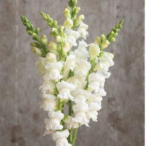 50+ seeds Elegant cottage Garden flower Heirloom White Snapdragon Antirrhinum majus Seeds