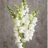 50+ seeds Elegant cottage Garden flower Heirloom White Snapdragon Antirrhinum majus Seeds