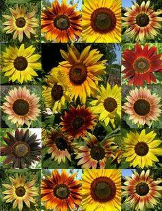 Summer Sunflowers Flower Delivery