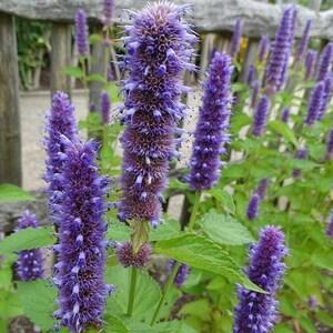 300 AGASTACHE FOENICULUM, Giant Hyssop, Korean Mint Flower Seeds.